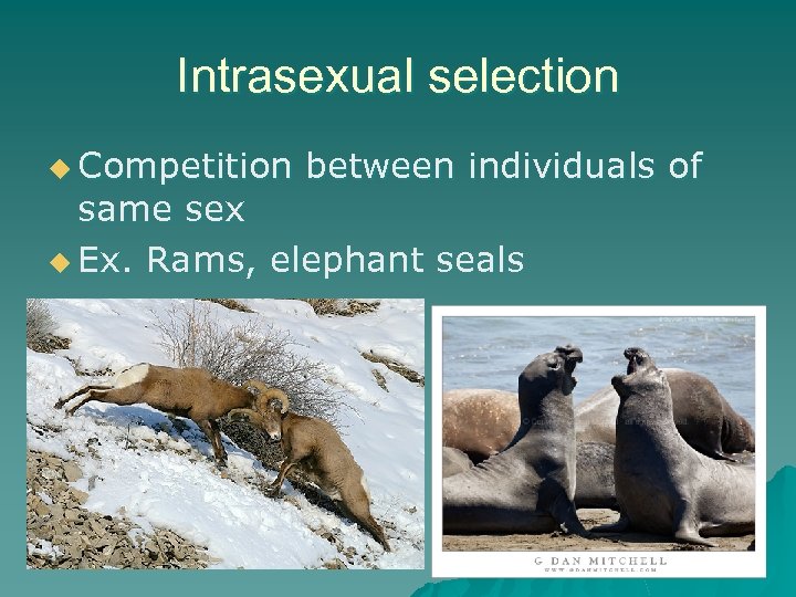 Intrasexual selection u Competition between individuals of same sex u Ex. Rams, elephant seals