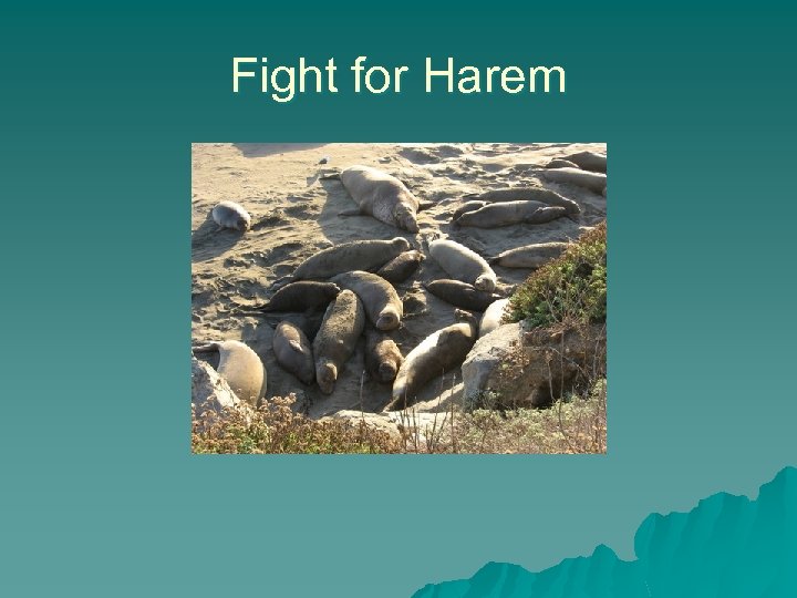 Fight for Harem 