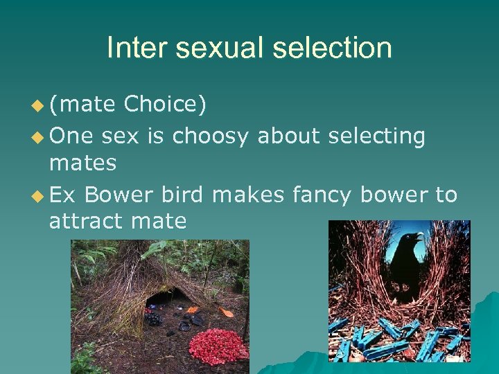 Inter sexual selection u (mate Choice) u One sex is choosy about selecting mates