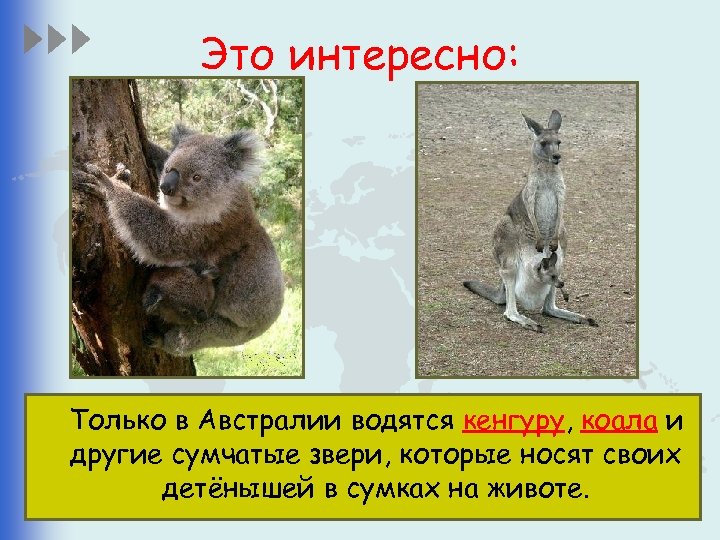 Это интересно: Только в Австралии водятся кенгуру, коала и другие сумчатые звери, которые носят