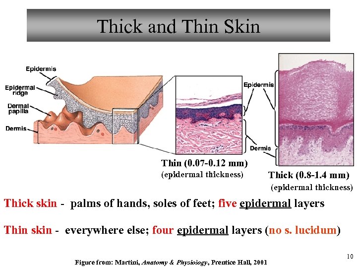 Thick and Thin Skin Thin (0. 07 -0. 12 mm) (epidermal thickness) Thick (0.