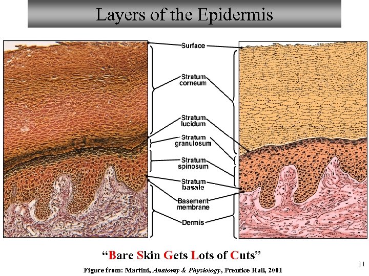 Layers of the Epidermis basale “Bare Skin Gets Lots of Cuts” Figure from: Martini,