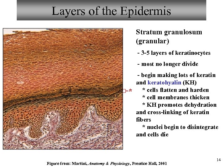 Layers of the Epidermis Stratum granulosum (granular) - 3 -5 layers of keratinocytes -
