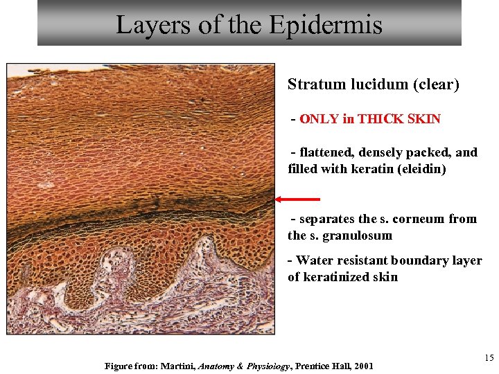 Layers of the Epidermis Stratum lucidum (clear) - ONLY in THICK SKIN - flattened,
