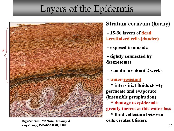 Layers of the Epidermis Stratum corneum (horny) - 15 -30 layers of dead keratinized