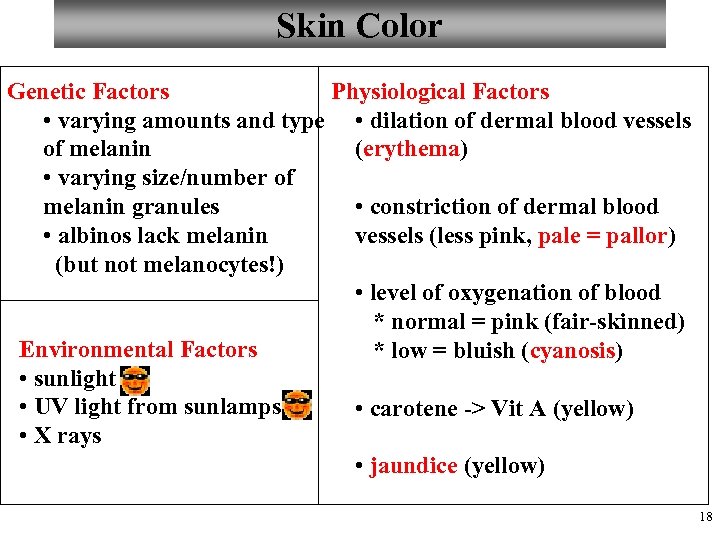 Skin Color Genetic Factors Physiological Factors • varying amounts and type • dilation of