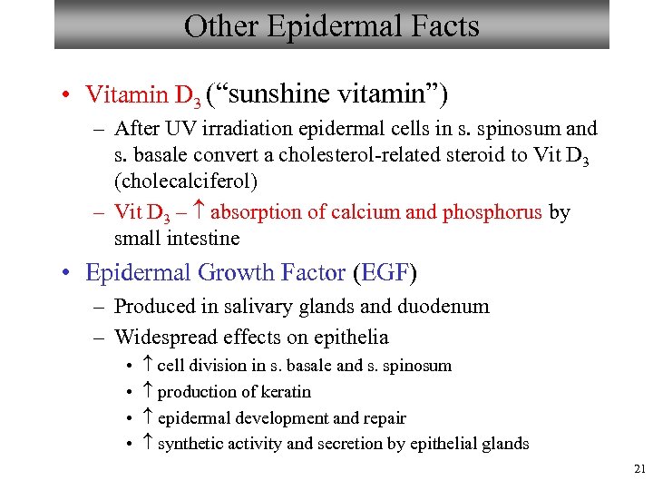 Other Epidermal Facts • Vitamin D 3 (“sunshine vitamin”) – After UV irradiation epidermal