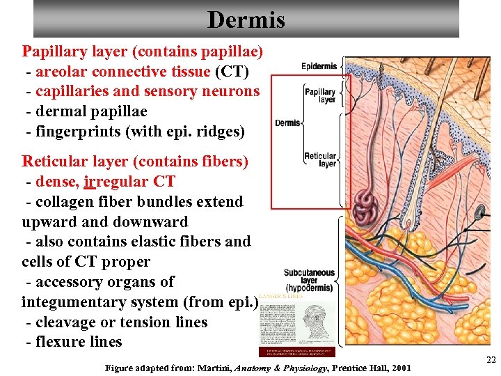 Dermis Papillary layer (contains papillae) - areolar connective tissue (CT) - capillaries and sensory