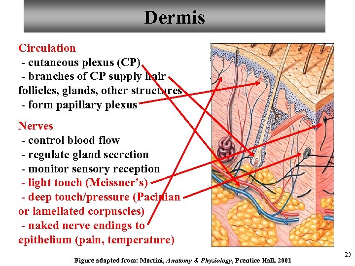 Dermis Circulation - cutaneous plexus (CP) - branches of CP supply hair follicles, glands,