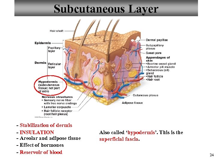 Subcutaneous Layer - Stabilization of dermis - INSULATION - Areolar and adipose tissue -
