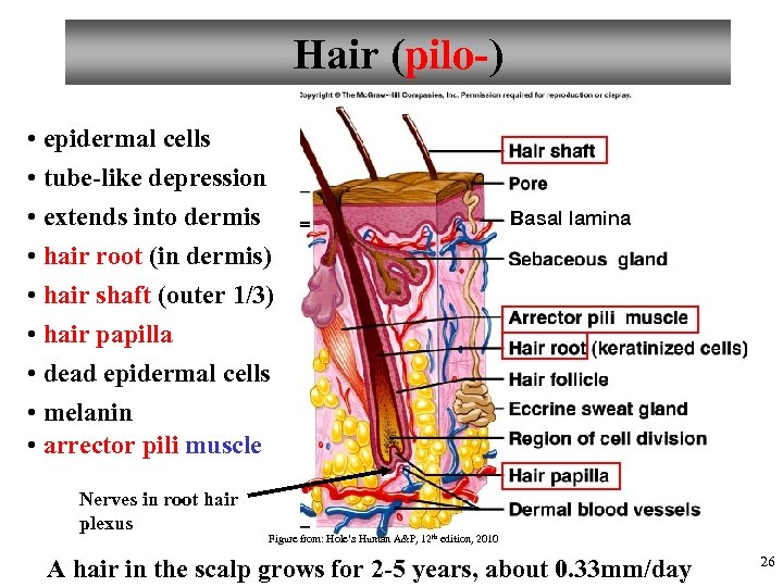 Hair (pilo-) • epidermal cells • tube-like depression • extends into dermis • hair