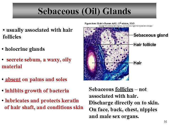 Sebaceous (Oil) Glands Figure from: Hole’s Human A&P, 12 th edition, 2010 • usually