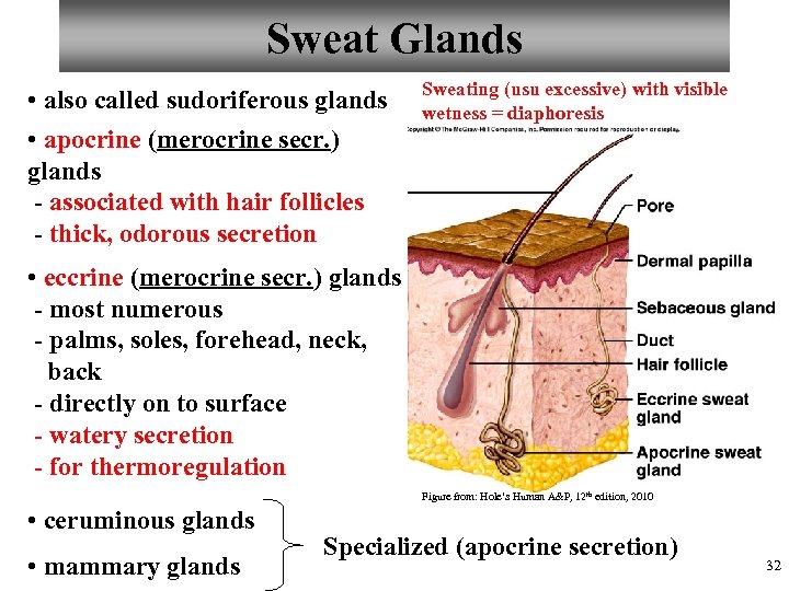 Sweat Glands • also called sudoriferous glands • apocrine (merocrine secr. ) glands -