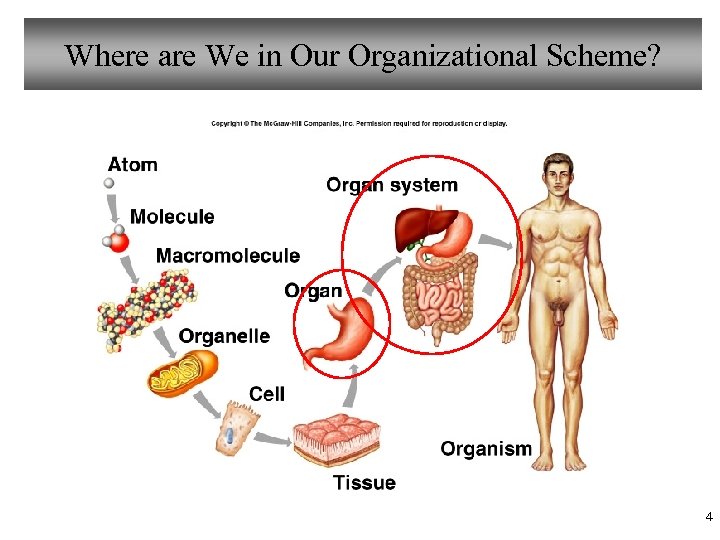 Where are We in Our Organizational Scheme? 4 
