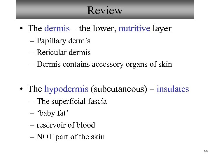 Review • The dermis – the lower, nutritive layer – Papillary dermis – Reticular