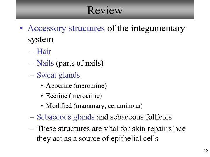 Review • Accessory structures of the integumentary system – Hair – Nails (parts of