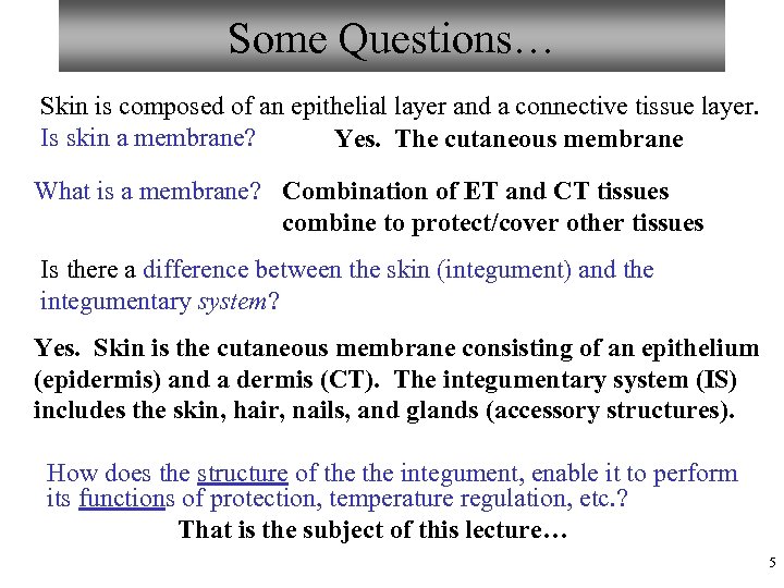Some Questions… Skin is composed of an epithelial layer and a connective tissue layer.