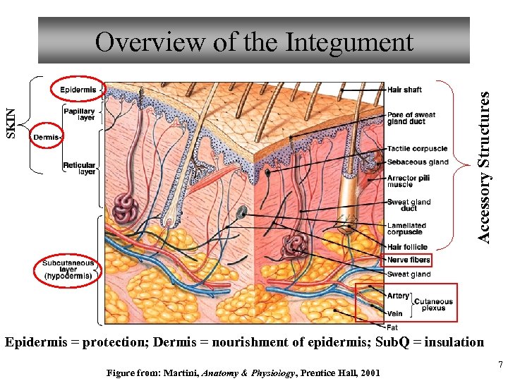 SKIN Accessory Structures Overview of the Integument Epidermis = protection; Dermis = nourishment of