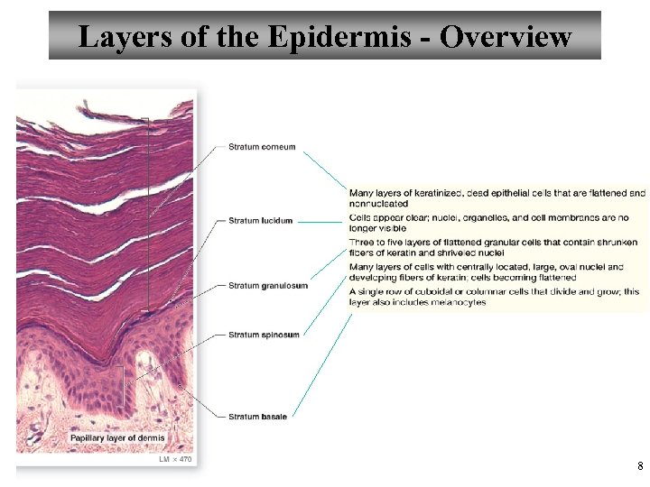 Layers of the Epidermis - Overview 8 