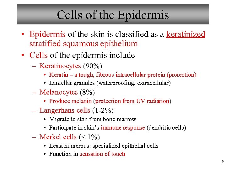 Cells of the Epidermis • Epidermis of the skin is classified as a keratinized