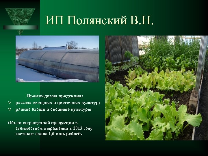 ИП Полянский В. Н. Производимая продукция: рассада овощных и цветочных культур; ранние овощи и