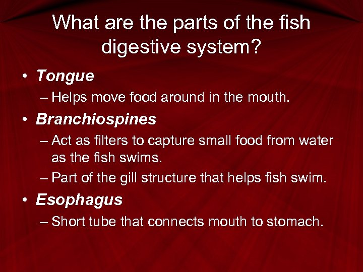 What are the parts of the fish digestive system? • Tongue – Helps move