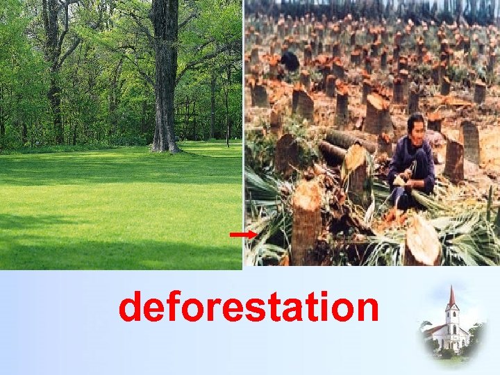 deforestation 
