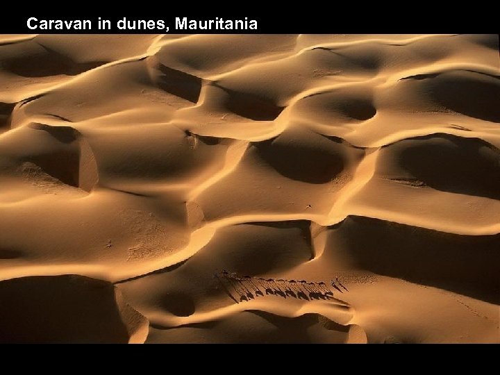 Caravan in dunes, Mauritania 