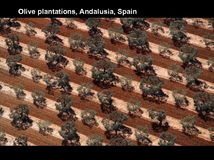 Olive plantations, Andalusia, Spain 