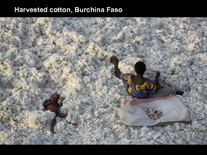 Harvested cotton, Burchina Faso 