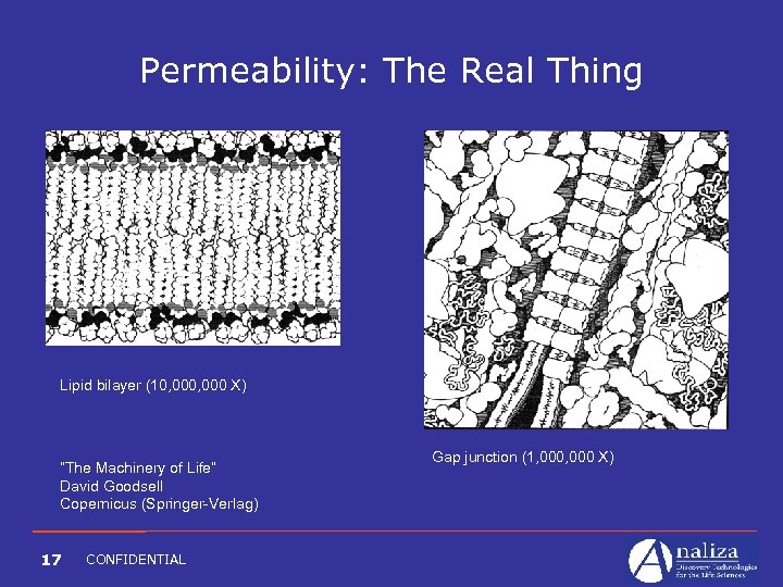 Permeability: The Real Thing Lipid bilayer (10, 000 X) “The Machinery of Life” David
