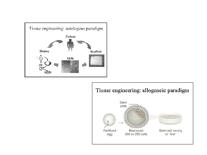 Tissue engineering: allogeneic paradigm 