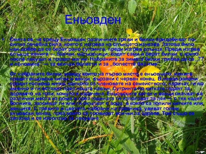 Еньовден • Смята се, че срещу Еньовден различните треви и билки придобиват посилна лечебна