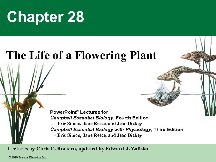 Chapter 28 The Life of a Flowering Plant Power. Point® Lectures for Campbell Essential