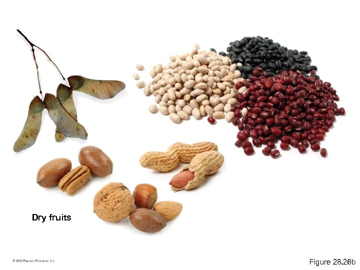 Dry fruits Figure 28. 26 b 