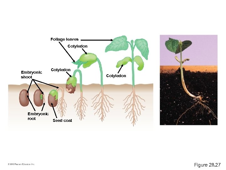 Foliage leaves Cotyledon Embryonic shoot Cotyledon Embryonic root Seed coat Figure 28. 27 