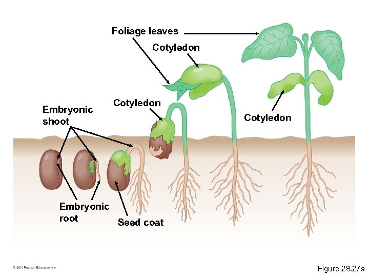 Foliage leaves Cotyledon Embryonic shoot Cotyledon Embryonic root Seed coat Figure 28. 27 a