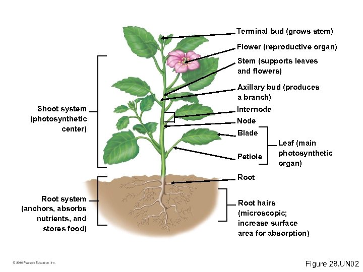 Terminal bud (grows stem) Flower (reproductive organ) Stem (supports leaves and flowers) Axillary bud