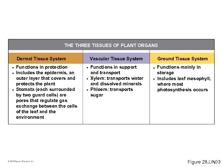 THE THREE TISSUES OF PLANT ORGANS Dermal Tissue System • Functions in protection •