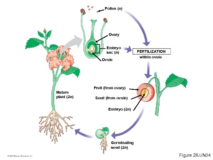 Pollen (n) Ovary Embryo sac (n) Ovule FERTILIZATION within ovule Fruit (from ovary) Mature