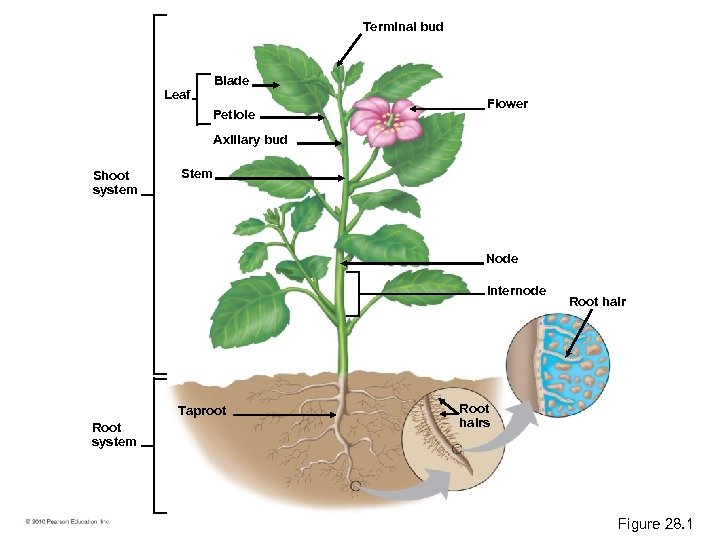 Terminal bud Blade Leaf Petiole Flower Axillary bud Shoot system Stem Node Internode Taproot