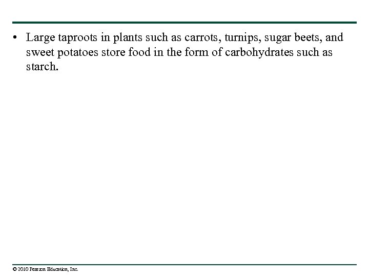  • Large taproots in plants such as carrots, turnips, sugar beets, and sweet