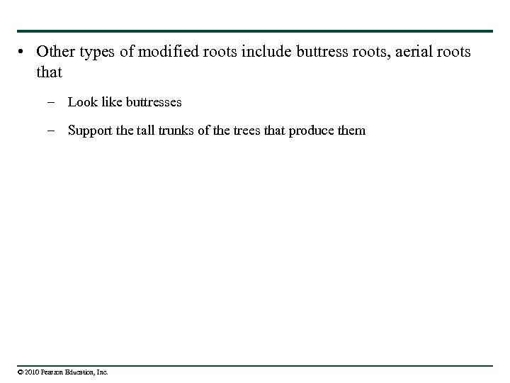  • Other types of modified roots include buttress roots, aerial roots that –