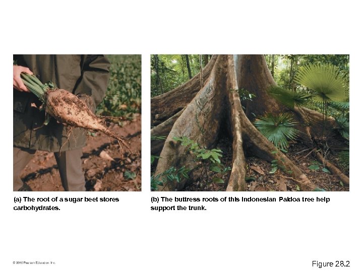 (a) The root of a sugar beet stores carbohydrates. (b) The buttress roots of