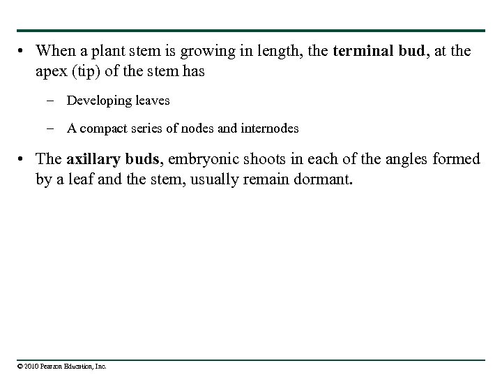  • When a plant stem is growing in length, the terminal bud, at