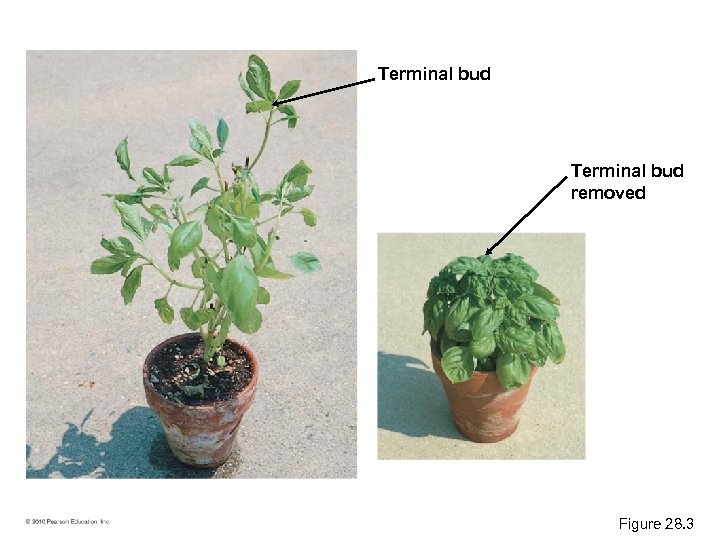 Terminal bud removed Figure 28. 3 