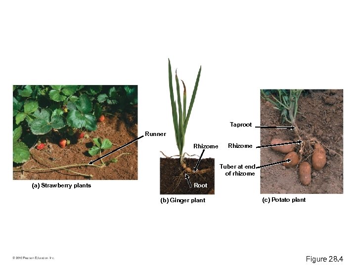 Taproot Runner Rhizome Tuber at end of rhizome (a) Strawberry plants Root (b) Ginger