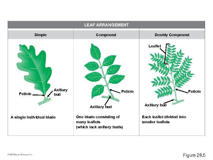 LEAF ARRANGEMENT Simple Compound Doubly Compound Leaflet Petiole Axillary bud A single individual blade