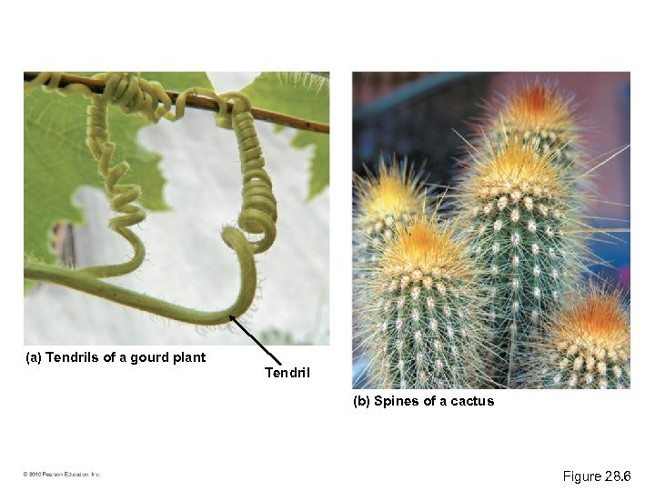 (a) Tendrils of a gourd plant Tendril (b) Spines of a cactus Figure 28.