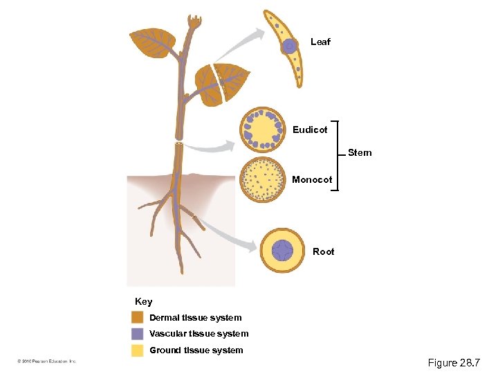 Leaf Eudicot Stem Monocot Root Key Dermal tissue system Vascular tissue system Ground tissue